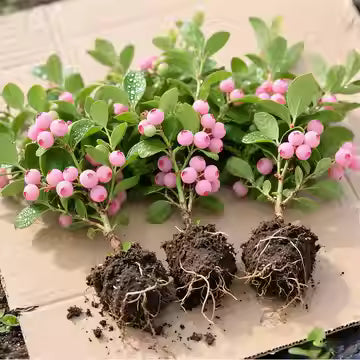 Pink Bliss Blueberry Seeds – Rare Pink Berries with Extra Sweet Flavor, Perfect for Home Gardens