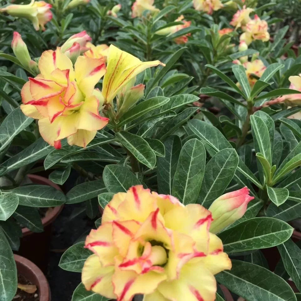 🌵 Desert Rose Bulbs - An Exotic Gem for Your Garden🌸
