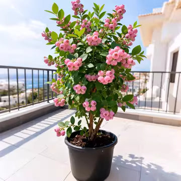 Pink Bliss Blueberry Seeds – Rare Pink Berries with Extra Sweet Flavor, Perfect for Home Gardens