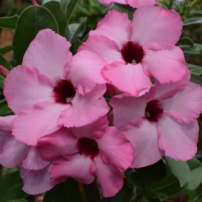 🌵 Desert Rose Bulbs - An Exotic Gem for Your Garden🌸