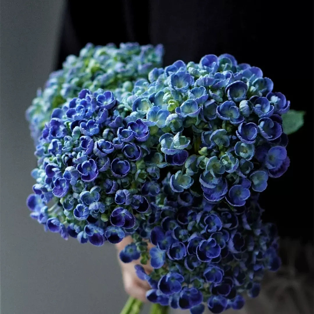🔥🔥 Hydrangea Bulbs🌸  – Grow Huge, Cloud-Like Blooms at Home 🌿