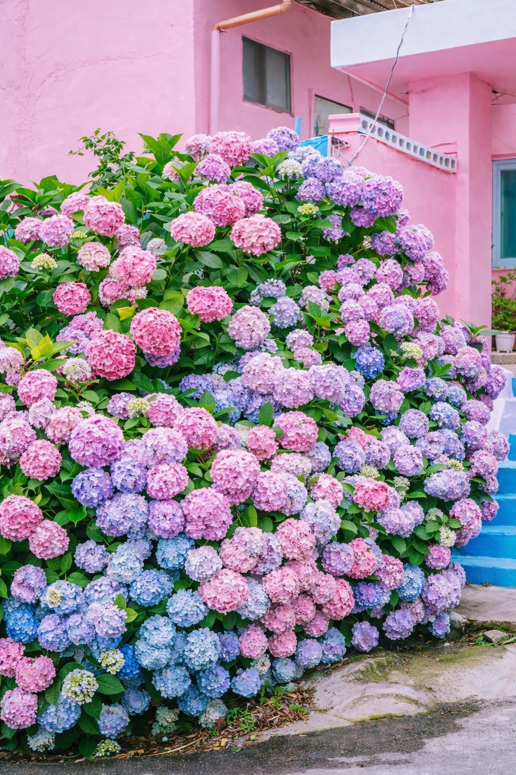 🔥🔥 Hydrangea Bulbs🌸  – Grow Huge, Cloud-Like Blooms at Home 🌿