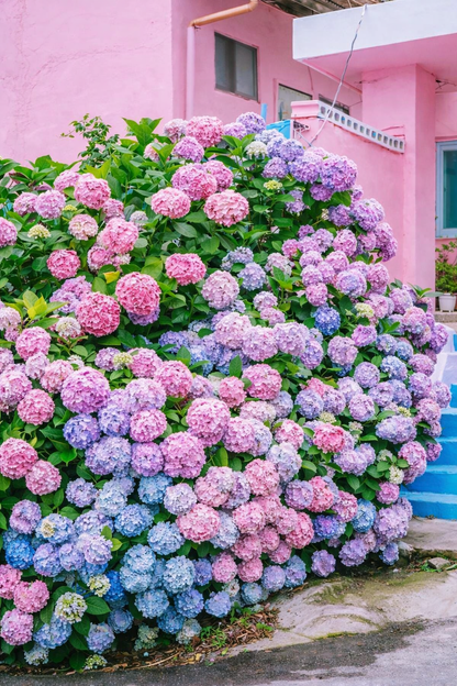 🔥🔥 Hydrangea Bulbs🌸  – Grow Huge, Cloud-Like Blooms at Home 🌿