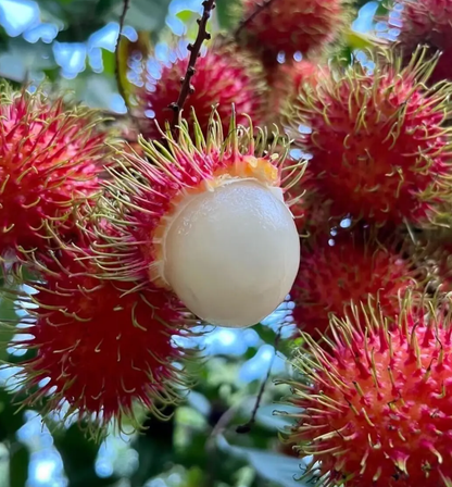 Rambutan Seeds 🌱 Plant Once, Harvest Sweet Tropical Fruit All Season 😋