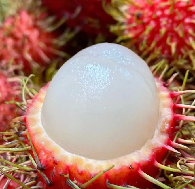 Rambutan Seeds 🌱 Plant Once, Harvest Sweet Tropical Fruit All Season 😋