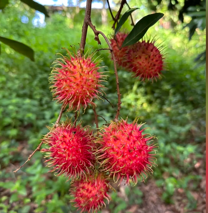 Rambutan Seeds 🌱 Plant Once, Harvest Sweet Tropical Fruit All Season 😋