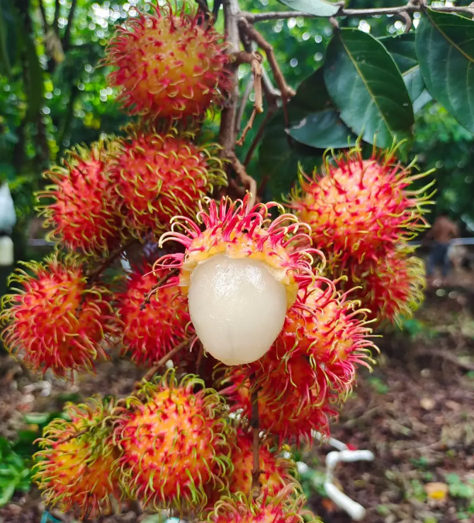 Rambutan Seeds 🌱 Plant Once, Harvest Sweet Tropical Fruit All Season 😋