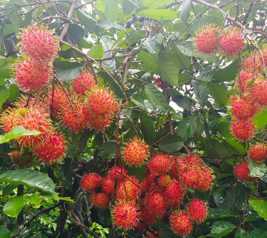 Rambutan Seeds 🌱 Plant Once, Harvest Sweet Tropical Fruit All Season 😋