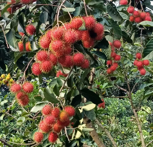 Rambutan Seeds 🌱 Plant Once, Harvest Sweet Tropical Fruit All Season 😋