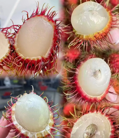 Rambutan Seeds 🌱 Plant Once, Harvest Sweet Tropical Fruit All Season 😋