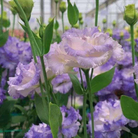 🌷Lisianthus Seeds - Blooming Elegance