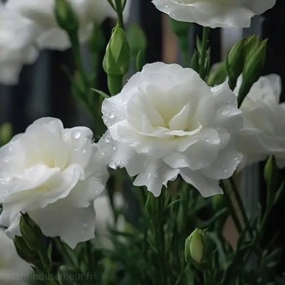 🌷Lisianthus Seeds - Blooming Elegance