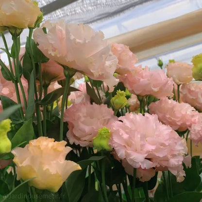 🌷Lisianthus Seeds - Blooming Elegance