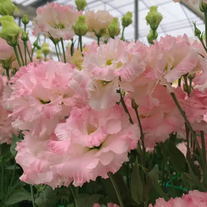 🌷Lisianthus Seeds - Blooming Elegance