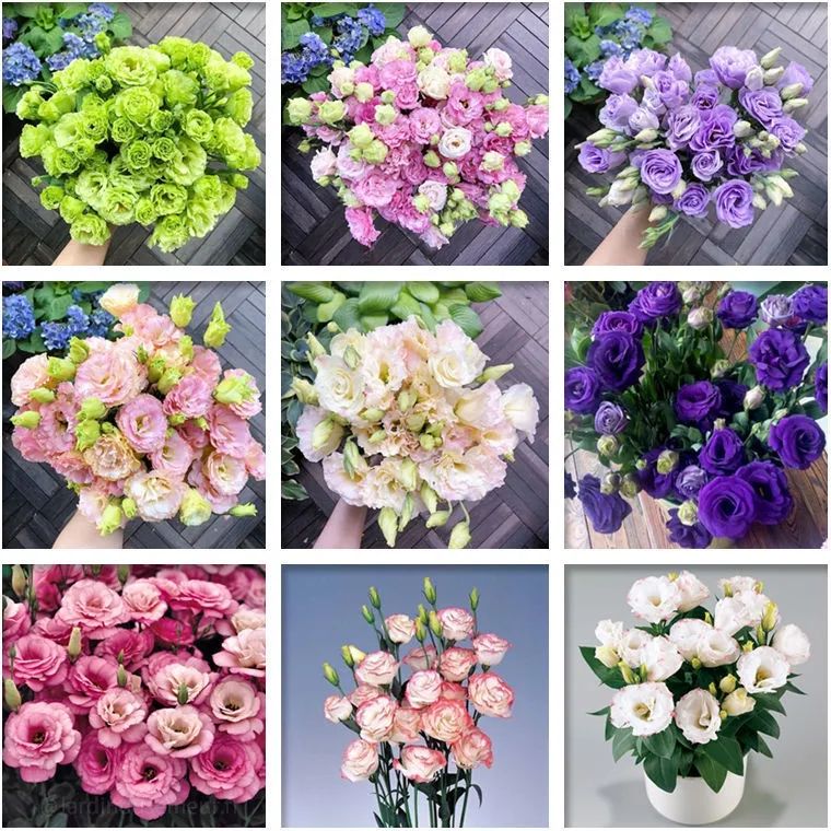 🎁Premium Lisianthus Seeds 🌷Create a Bouquet Garden at Home