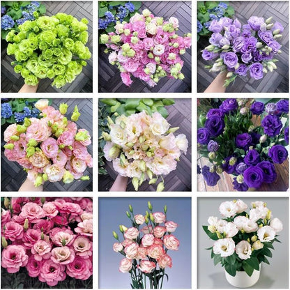 🎁Premium Lisianthus Seeds 🌷Create a Bouquet Garden at Home