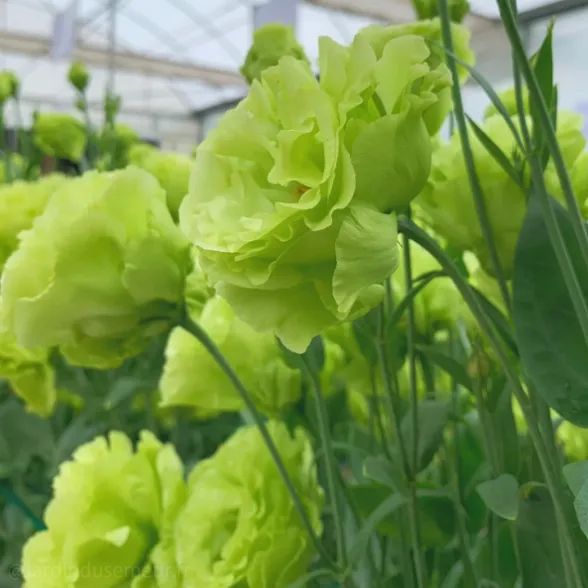 🌷Lisianthus Seeds - Blooming Elegance