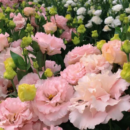 🌷Lisianthus Seeds - Blooming Elegance