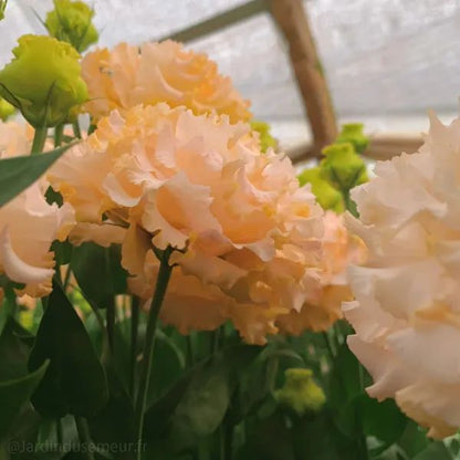 🌷Lisianthus Seeds - Blooming Elegance