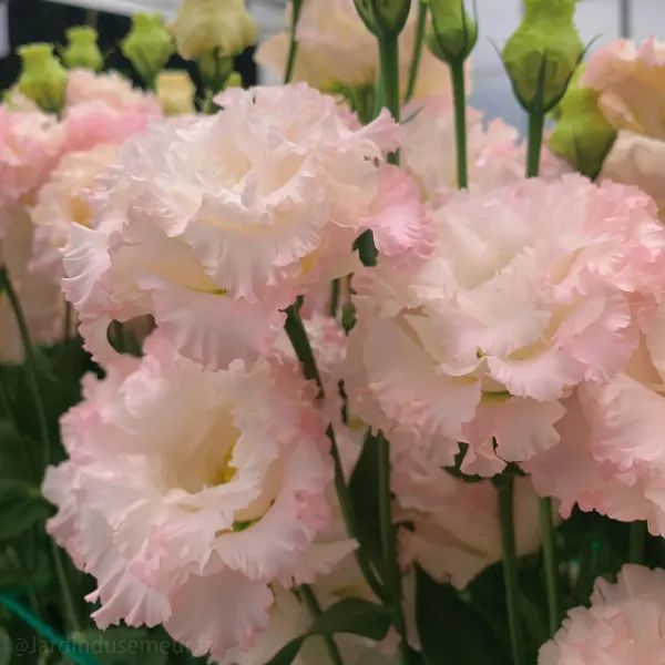 🌷Lisianthus Seeds - Blooming Elegance