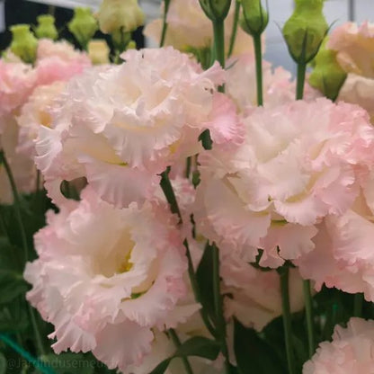 🌷Lisianthus Seeds - Blooming Elegance