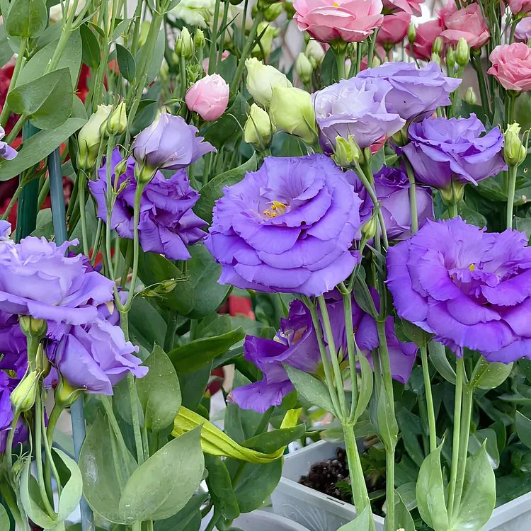 🌷Lisianthus Seeds - Blooming Elegance