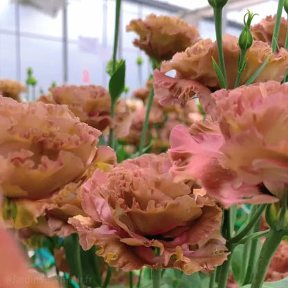 🌷Lisianthus Seeds - Blooming Elegance