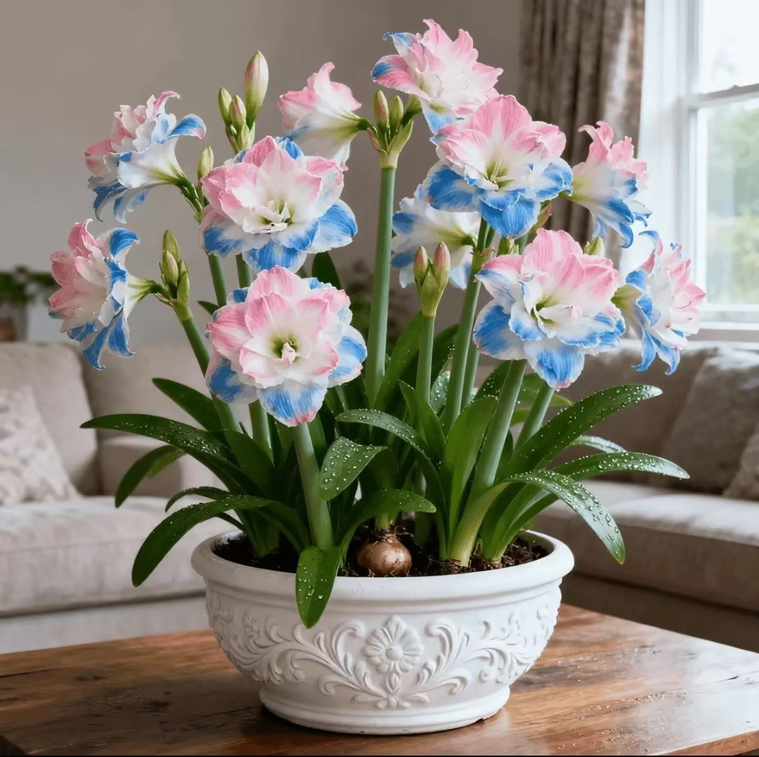 🤗🌺 One Hippeastrum Bulb, One Stunning Giant Bloom💥🏠