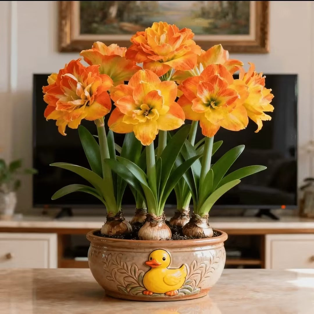 🌺 One Hippeastrum Bulb, One Stunning Giant Bloom💥