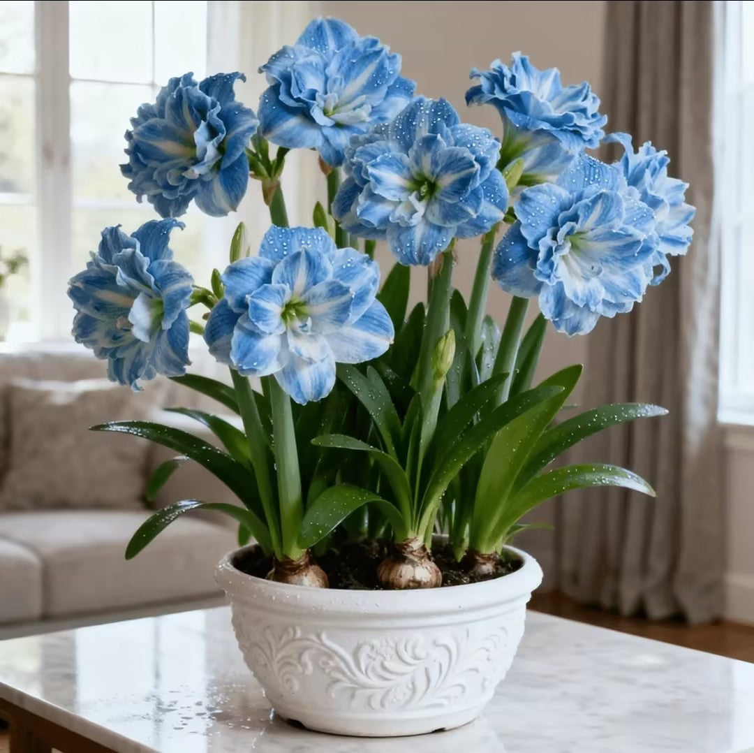 🌺 One Hippeastrum Bulb, One Stunning Giant Bloom💥