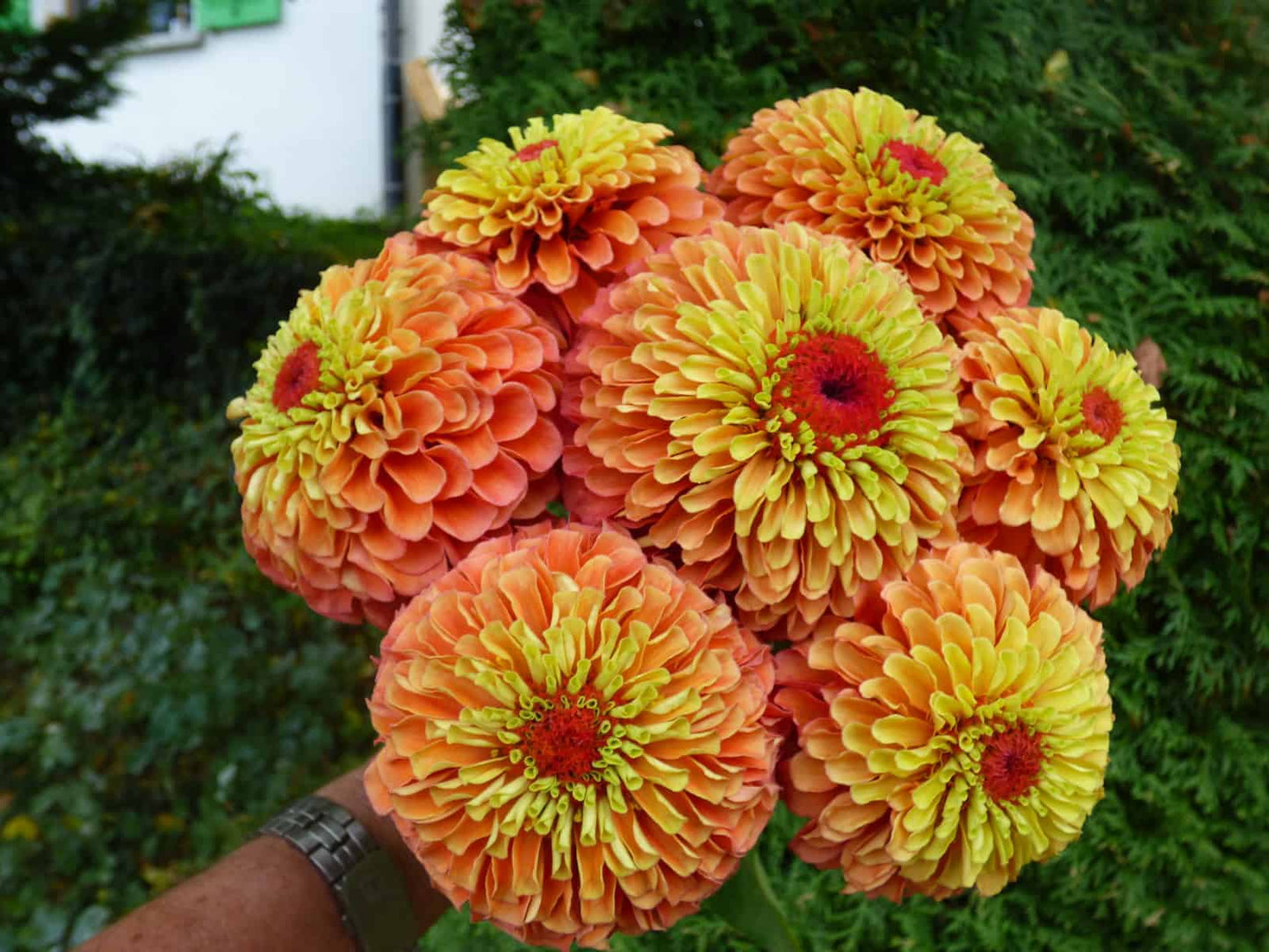🔥Zinnia Seeds – 🌼Grow a Burst of Color in Your Garden (Fast, Easy & Beginner-Friendly)