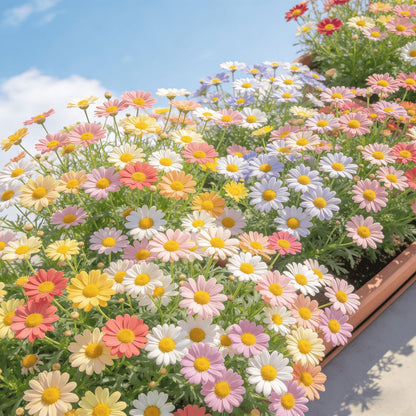 ❌️🦟Mixed Color Pyrethrum Daisies for a Healthier Garden 🌸