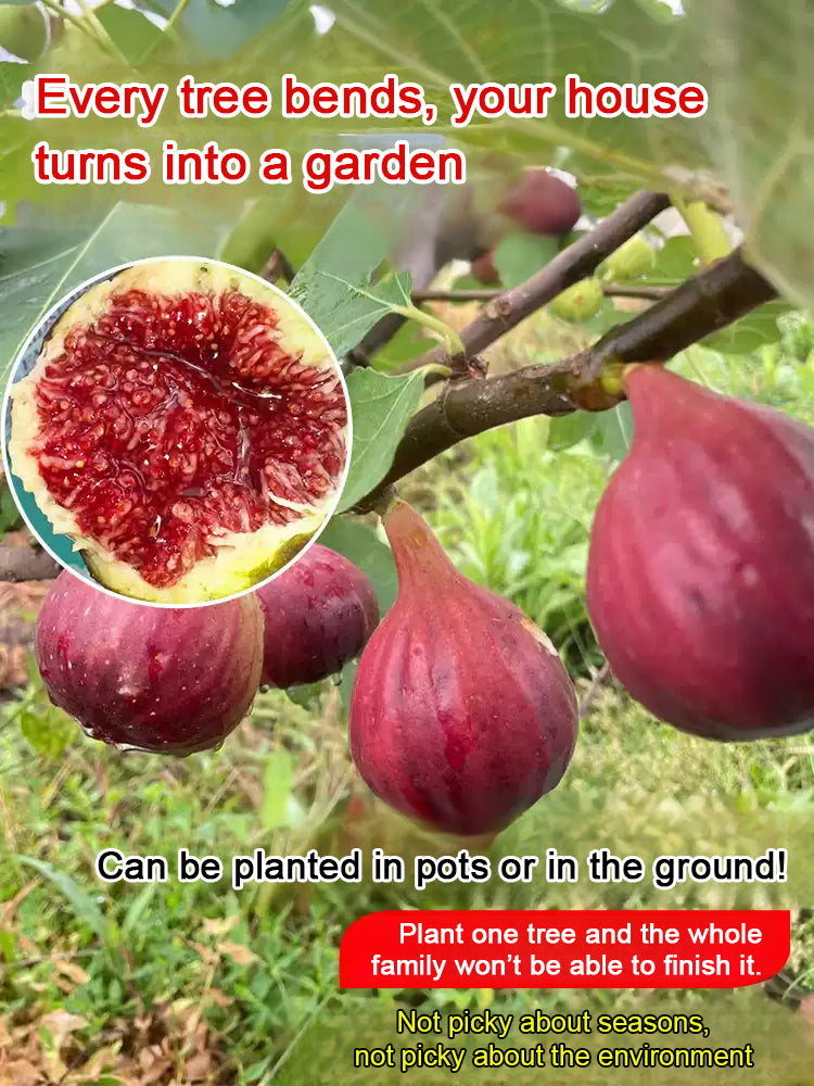 [100 pcs] Fig Seeds – Non-GMO, Easy to Grow, Sweet Juicy Fruit for Balcony, Backyard & Home Garden Planting, All Season Growing