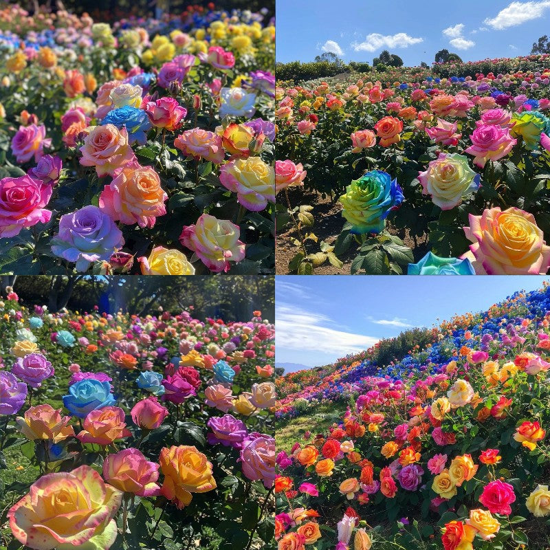 Mixed Color Rose Combination Seeds💐