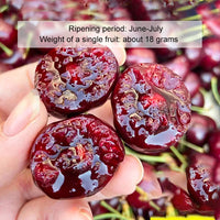 Chilean cherry