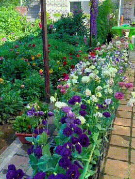💖🌷Experience the Beauty of Eustoma in Your Own Garden 💐