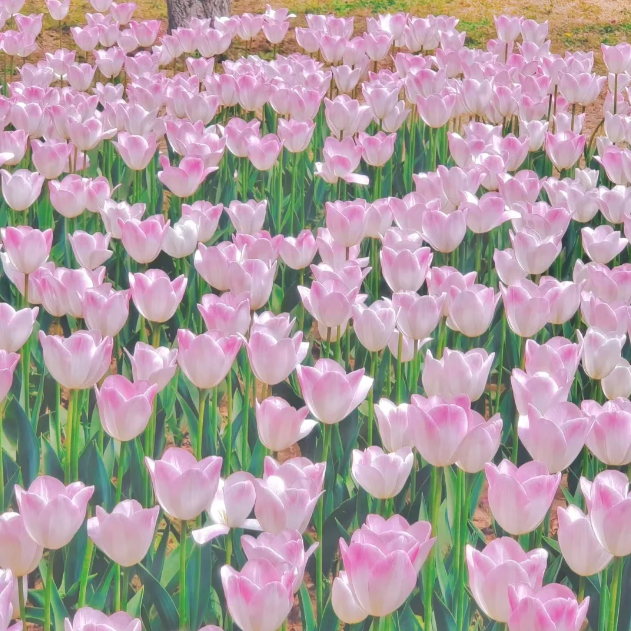 🌷‎⋆. ݁Create a Garden Full of Elegant Tulips
