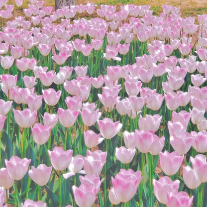 🌷‎⋆. ݁Create a Garden Full of Elegant Tulips