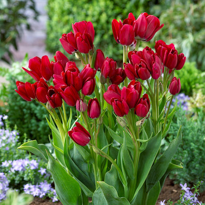 Multiflora Tulip Bulbs (Club Series)🌷 Grow in Water or Soil, Bloom Next Month