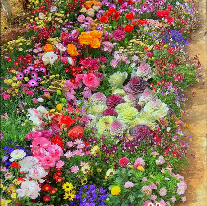 🌸 All-Season Mixed Perennial Flowers Seeds – 90+ Varieties, Bloom All Year!