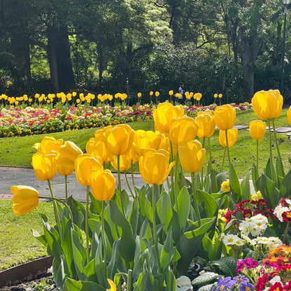 🌷‎⋆. ݁Create a Garden Full of Elegant Tulips