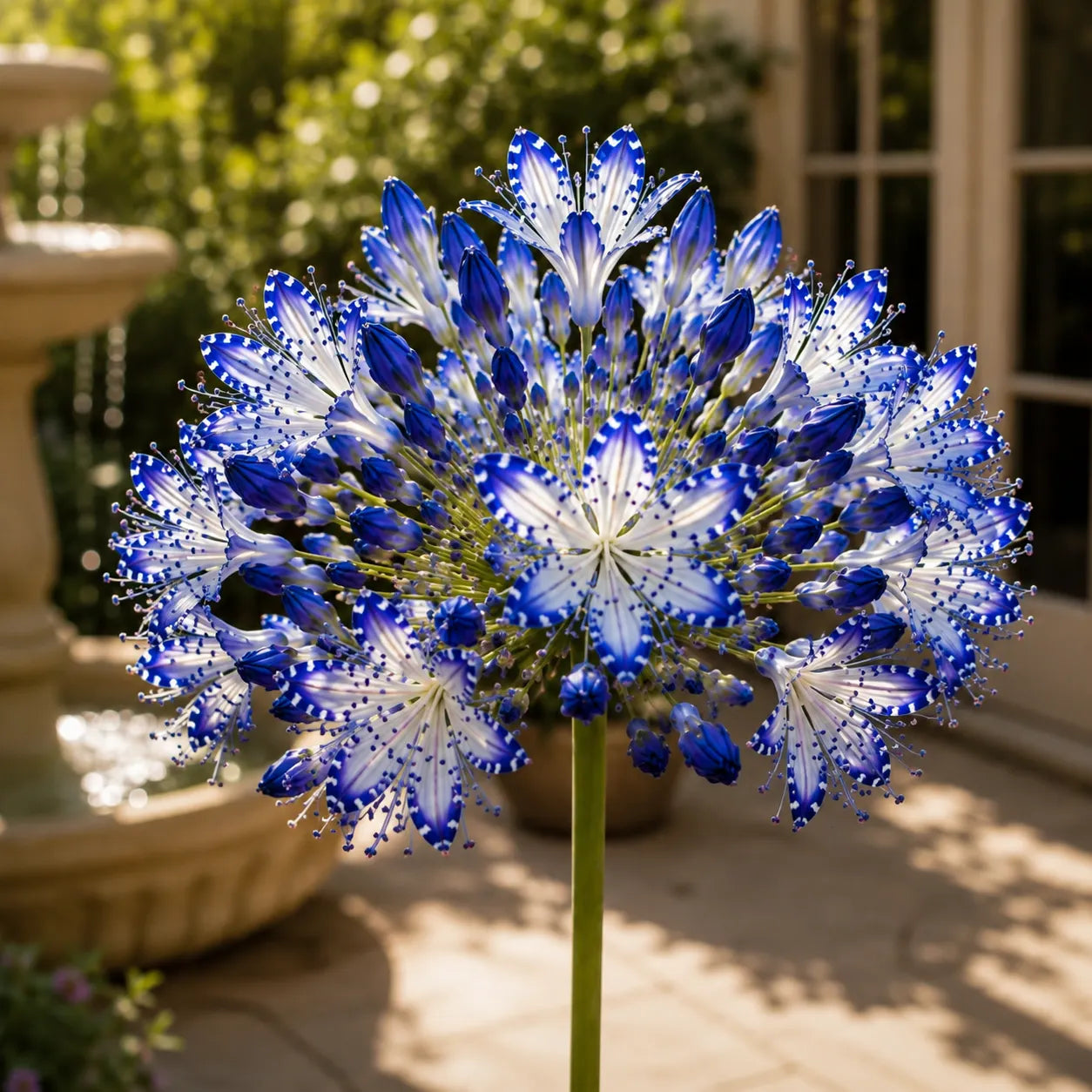 🏠🌸 Celestial Lace Agapanthus Bulbs 🌿 Elegant Blooms, Easy to Grow