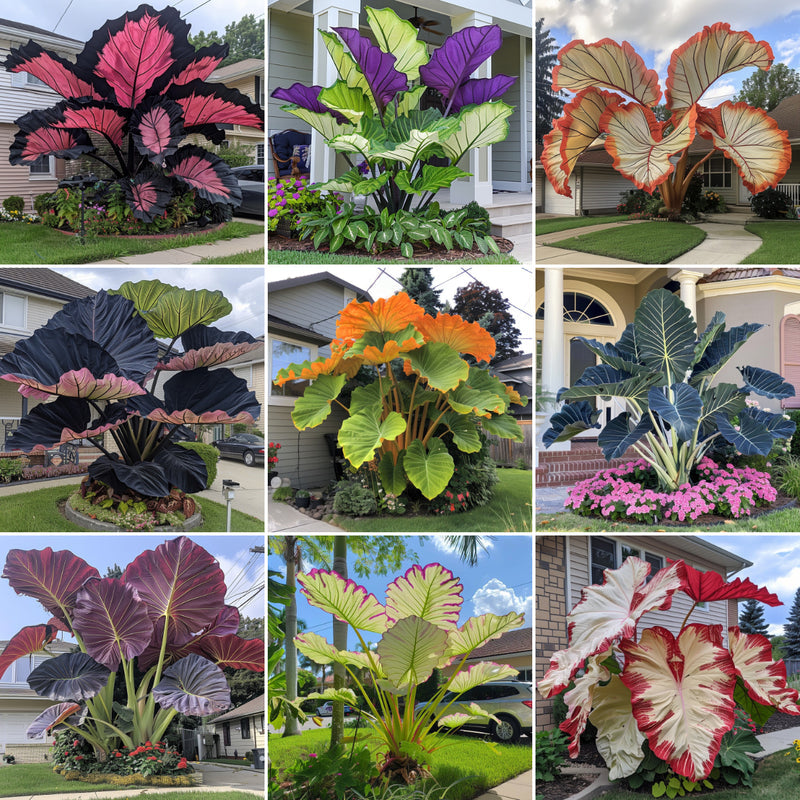 🌈 Turn Any Garden Into a Tropical Masterpiece