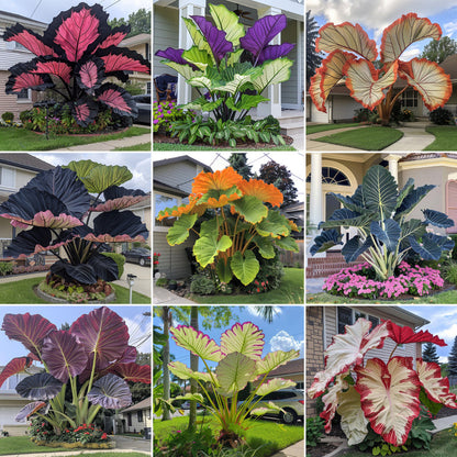 🌈 Turn Any Garden Into a Tropical Masterpiece