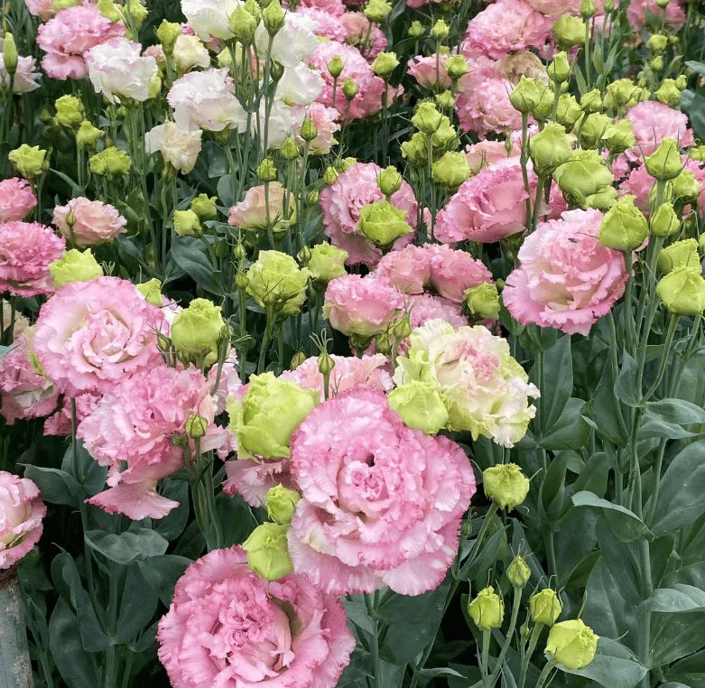 💖🌷Experience the Beauty of Eustoma in Your Own Garden 💐