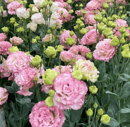 💖🌷Experience the Beauty of Eustoma in Your Own Garden 💐