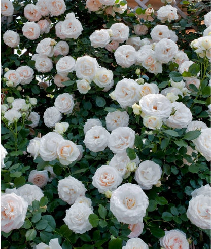 🌹 Fast-Growing Climbing Roses – Beautiful Blooms in Just One Year!
