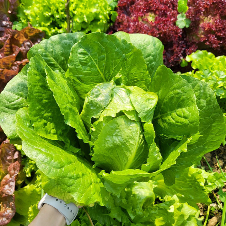 Organic Lettuce Seeds