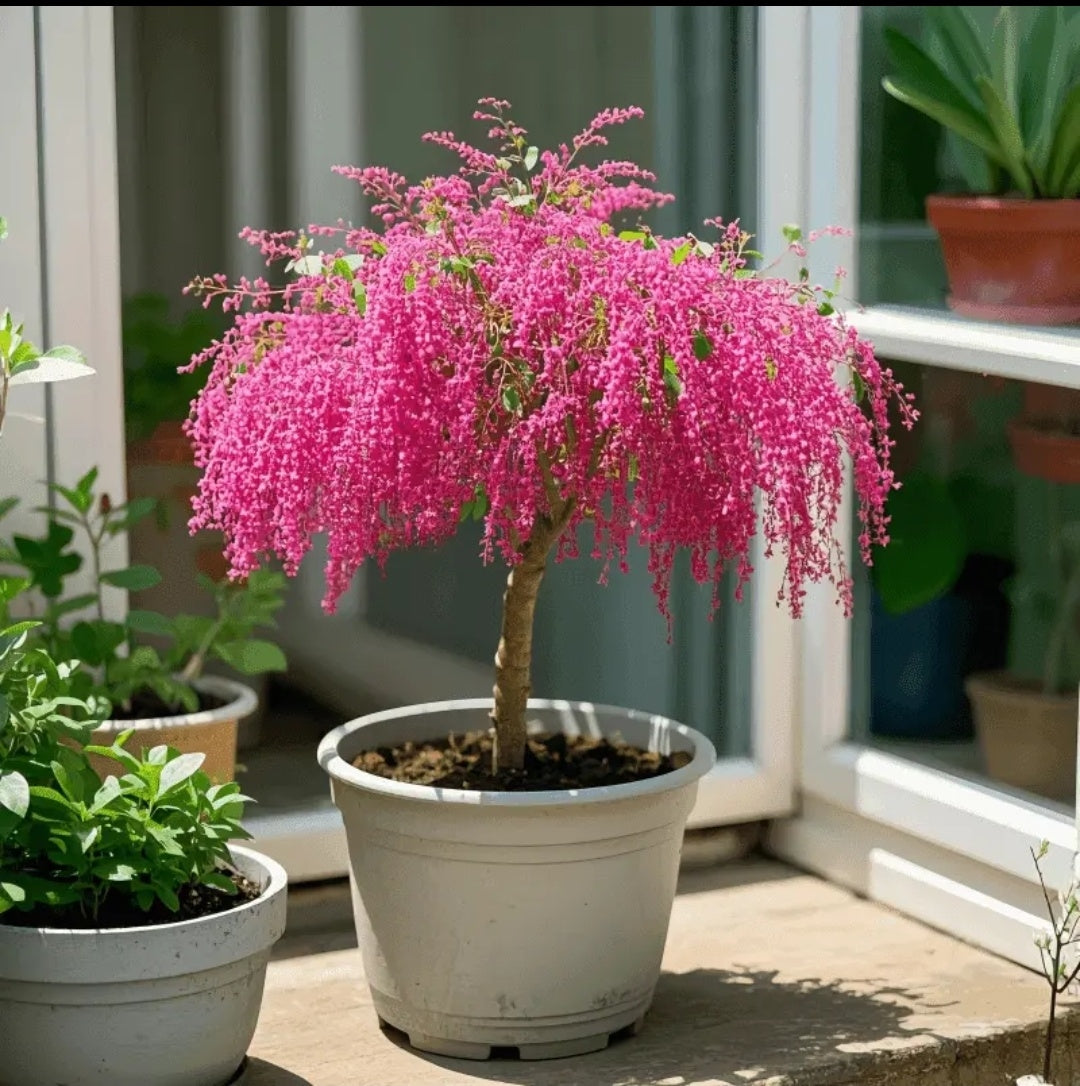 🏠🌳Add color and fragrance to the space-Tassel seeds🍃