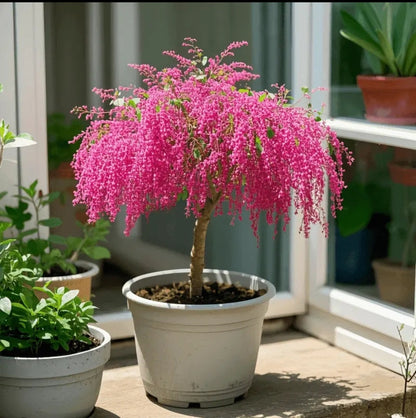 🏠🌳Add color and fragrance to the space-Tassel seeds🍃